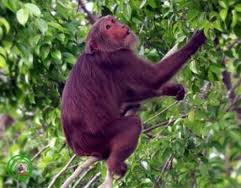 MONKEY IN BAYCANH ISLAND.jpg