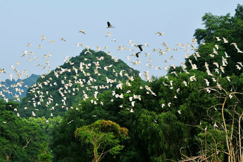 TOUR DU LỊCH TAM CỐC - BÍCH ĐỘNG - THUNG NHAM ( 01 Ngày)