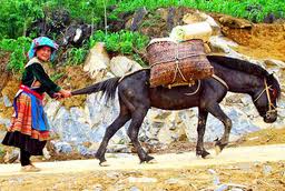 Sapa & Bac Ha Market ( 4 night/ 3 day)