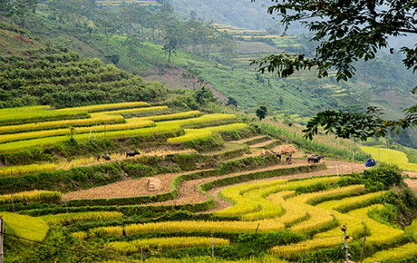 ruong hong thai na hang.jpg